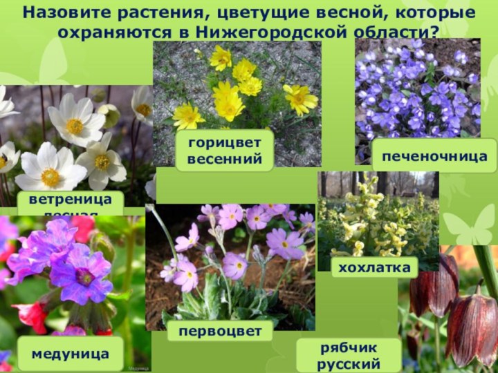 Назовите растения, цветущие весной, которые охраняются в Нижегородской области?ветреница леснаягорицвет весеннийпеченочница медуницапервоцветрябчик русскийхохлатка