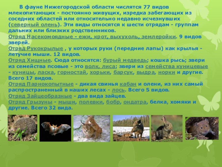 В фауне Нижегородской области числятся 77 видов млекопитающих - постоянно живущих,