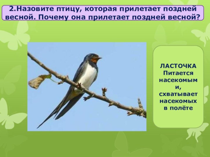 2.Назовите птицу, которая прилетает поздней весной. Почему она прилетает поздней весной?ЛАСТОЧКАПитается насекомыми, схватывает насекомых в полёте