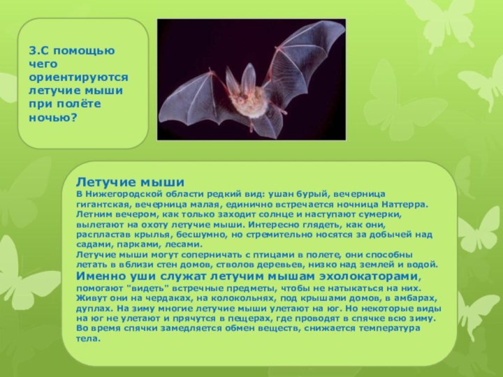 Летучие мышиВ Нижегородской области редкий вид: ушан бурый, вечерница гигантская, вечерница малая,