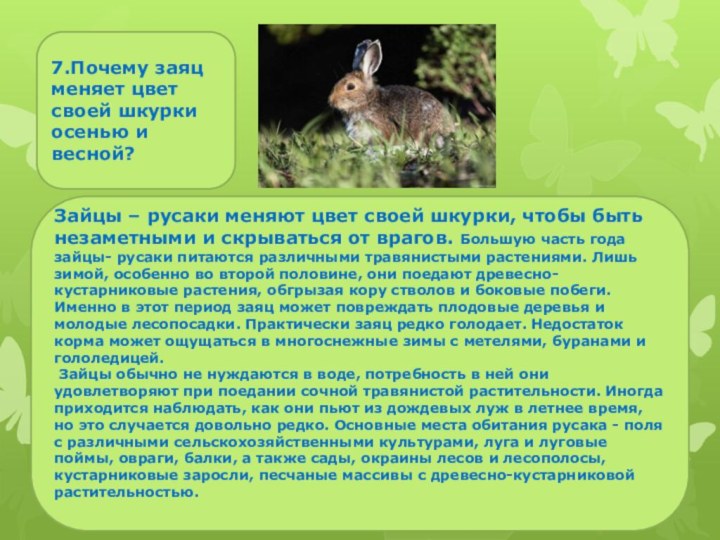 Зайцы – русаки меняют цвет своей шкурки, чтобы быть незаметными и скрываться