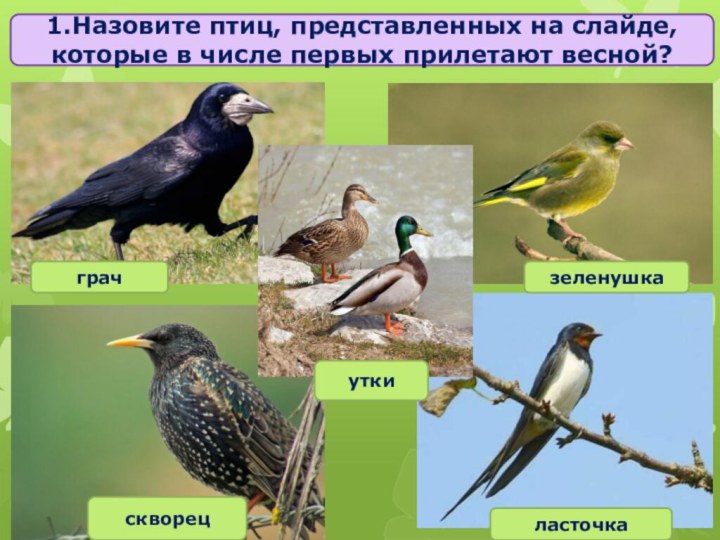 1.Назовите птиц, представленных на слайде, которые в числе первых прилетают весной?грачуткискворецзеленушкаласточка