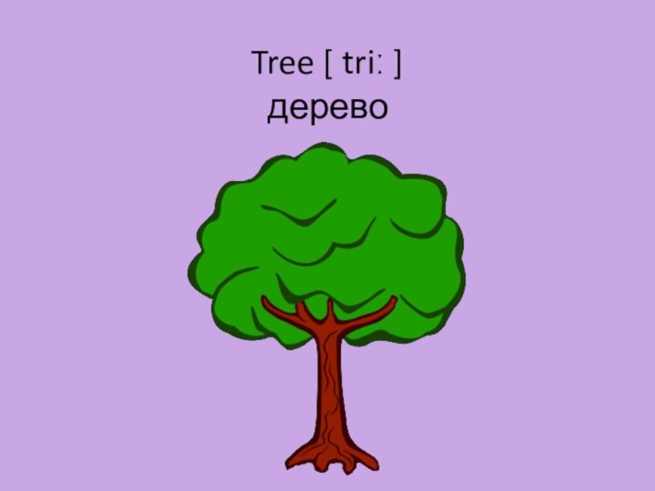 Tree [ triː ]  дерево
