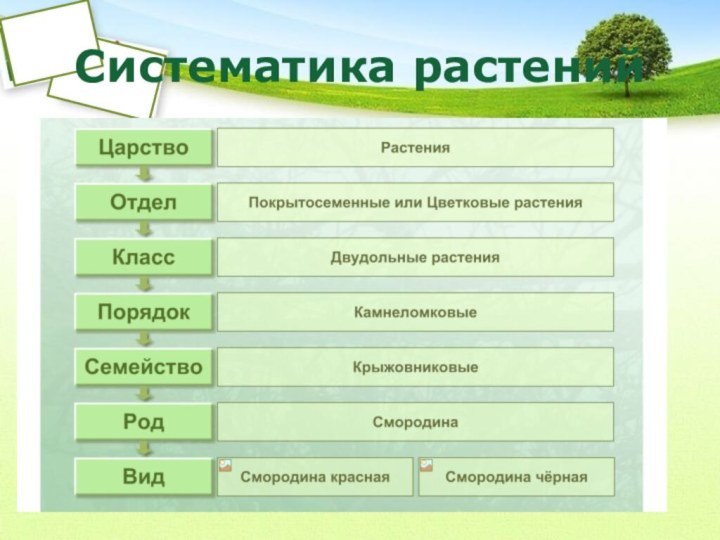 Систематика растений