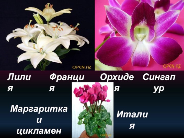 ОрхидеяСингапурЛилияФранцияИталияМаргаритка и цикламен