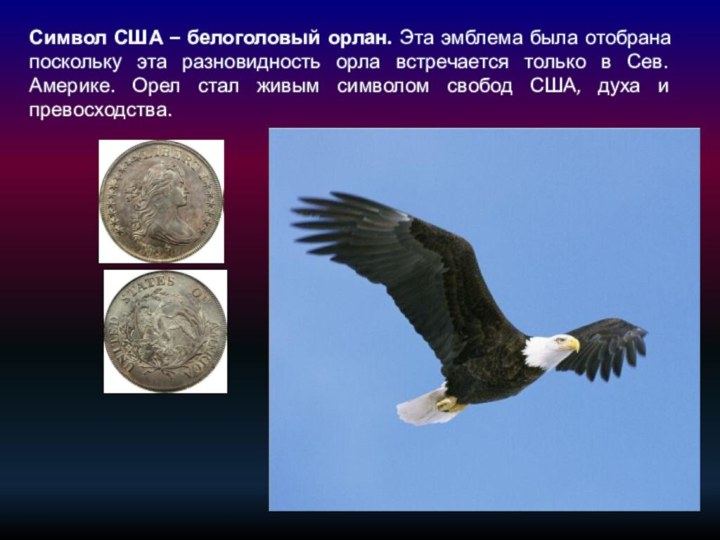 Символ США – белоголовый орлан. Эта эмблема была отобрана поскольку эта разновидность