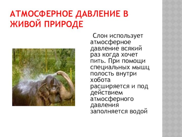 Атмосферное давление в живой природе  Слон использует атмосферное давление всякий