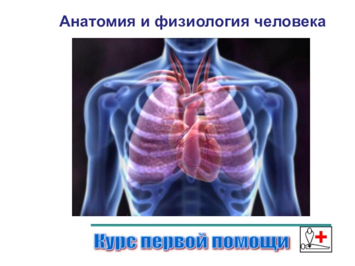 Анатомия и физиология человекаКурс первой помощи