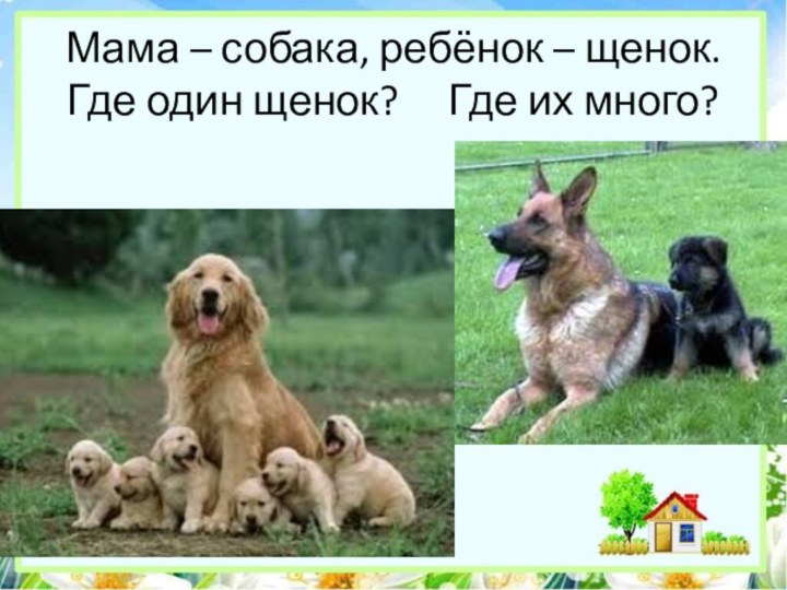 Мама – собака, ребёнок – щенок. Где один щенок?   Где их много?