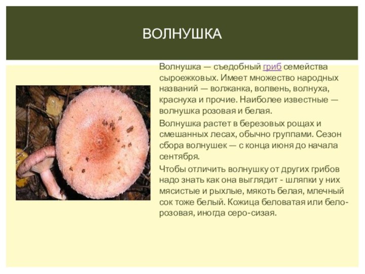 Волнушка Волнушка — съедобный гриб семейства сыроежковых. Имеет множество народных названий — волжанка, волвень,