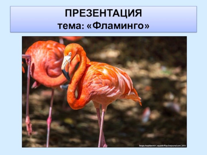 ПРЕЗЕНТАЦИЯ   тема: «Фламинго»