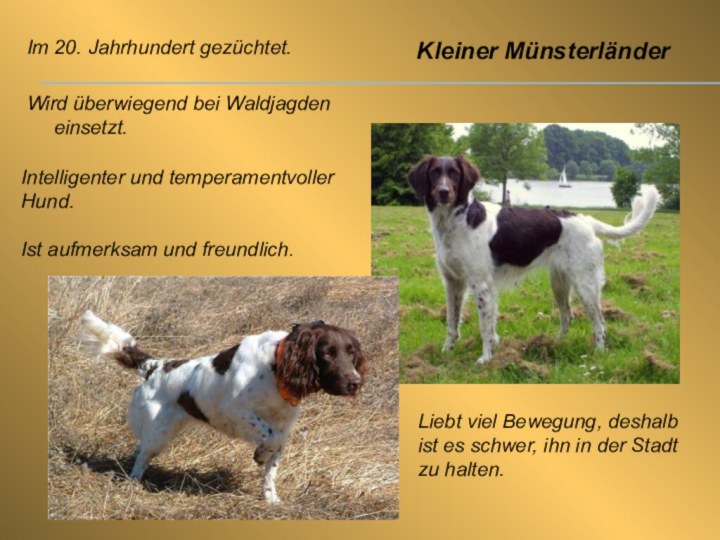Im 20. Jahrhundert gezüchtet.Wird überwiegend bei Waldjagden einsetzt.Kleiner MünsterländerIntelligenter und temperamentvoller Hund.