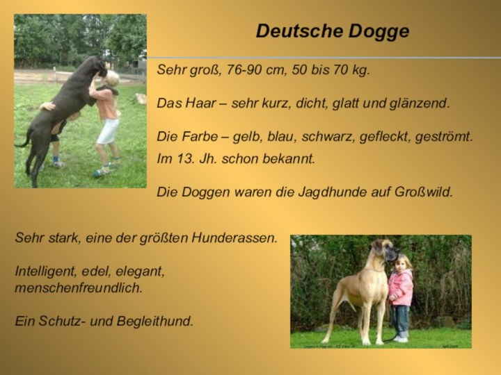 Deutsche DoggeSehr groß, 76-90 cm, 50 bis 70 kg.Das Haar – sehr