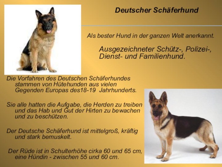 Die Vorfahren des Deutschen Schäferhundes stammen von Hütehunden aus vielen Gegenden Europas