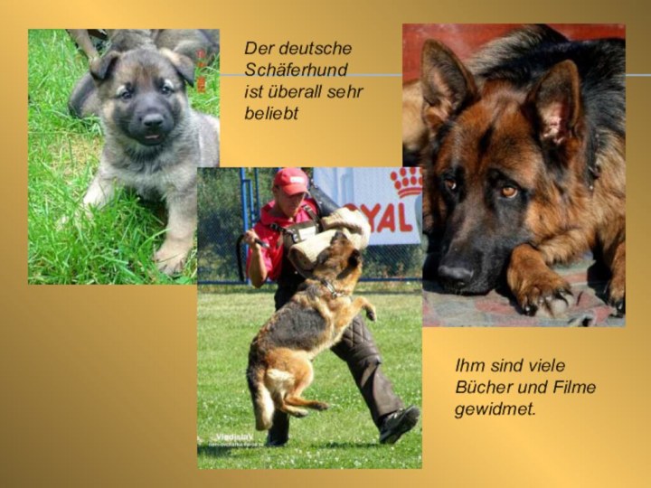 Der deutsche Schäferhund ist überall sehr beliebtIhm sind viele Bücher und Filme gewidmet.