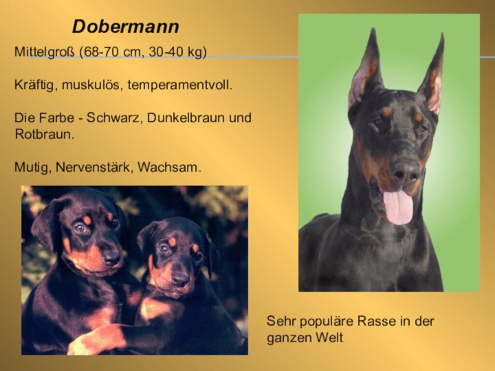 DobermannMittelgroß (68-70 cm, 30-40 kg)Kräftig, muskulös, temperamentvoll.Die Farbe