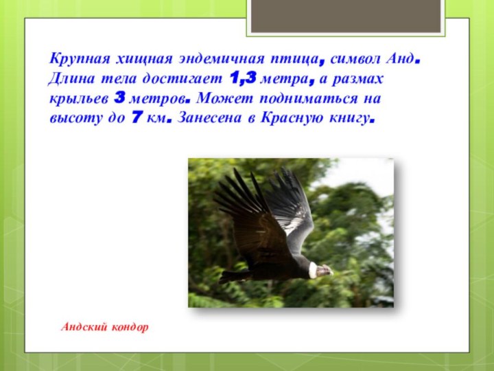 Крупная хищная эндемичная птица, символ Анд. Длина тела достигает 1,3 метра, а размах крыльев