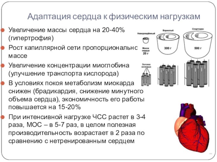 Адаптация сердца к физическим нагрузкамУвеличение массы сердца на 20-40% (гипертрофия)Рост капиллярной сети
