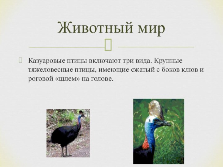 Казуаровые птицы включают три вида. Крупные тяжеловесные птицы, имеющие сжатый с