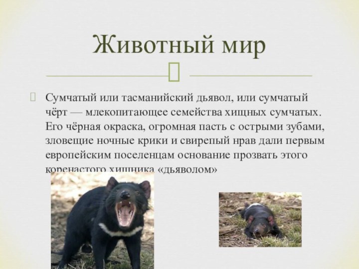 Сумчатый или тасманийский дьявол, или сумчатый чёрт — млекопитающее семейства хищных