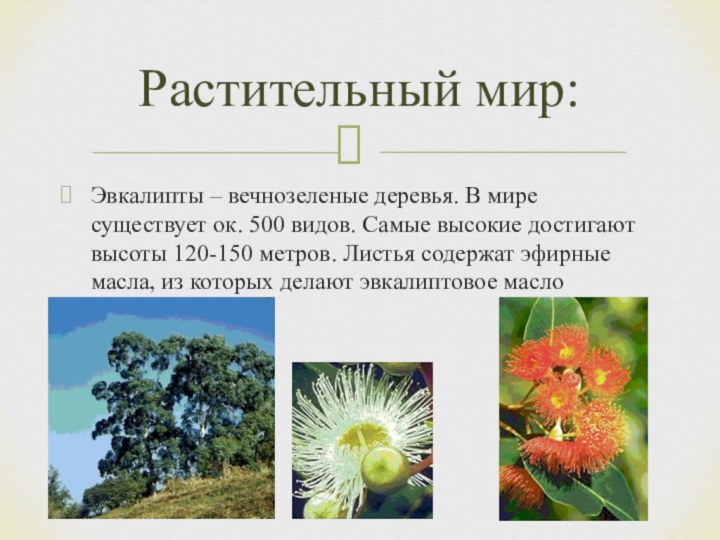 Эвкалипты – вечнозеленые деревья. В мире существует ок. 500 видов. Самые высокие