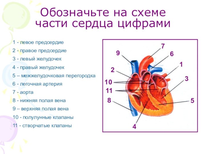 Обозначьте на схеме  части сердца цифрами1 - левое предсердие2 - правое предсердие3 -
