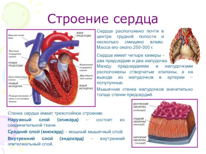 Строение сердцаСердце имеет четыре камеры –два предсердия и два желудочка.Между предсердиями и желудочками расположены