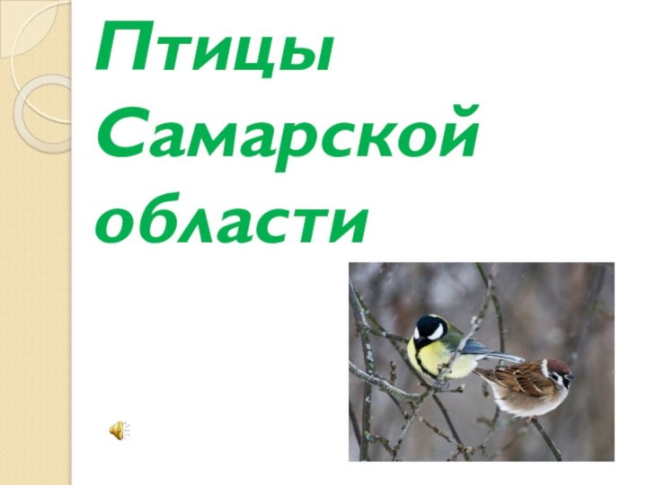 Птицы Самарской области