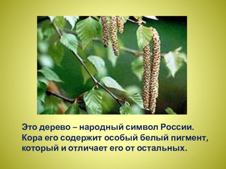 Это дерево – народный символ России. Кора его содержит особый белый пигмент,