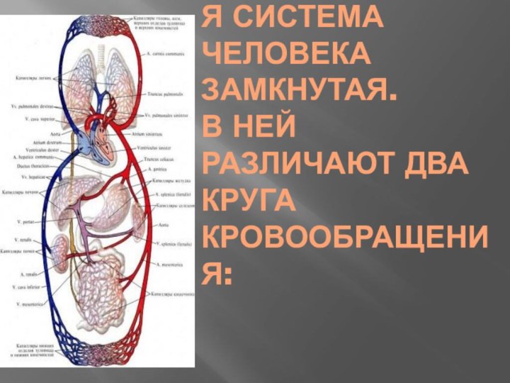 Кровеносная система человека замкнутая. В ней различают два круга кровообращения: