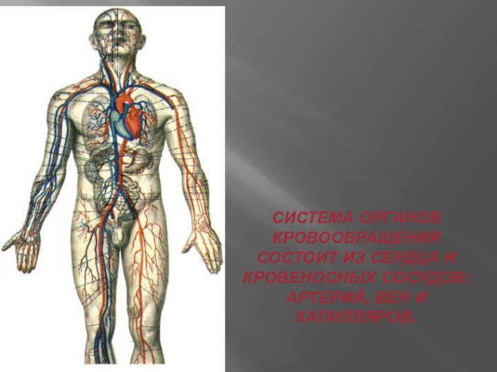 Система органов кровообращения состоит из сердца и кровеносных сосудов: артерий, вен и капилляров.