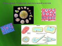 Презентация по биологии на тему: строение растительной клетки