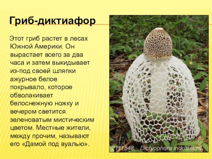 Гриб-диктиафор  Этот гриб растет в лесах Южной Америки. Он вырастает всего