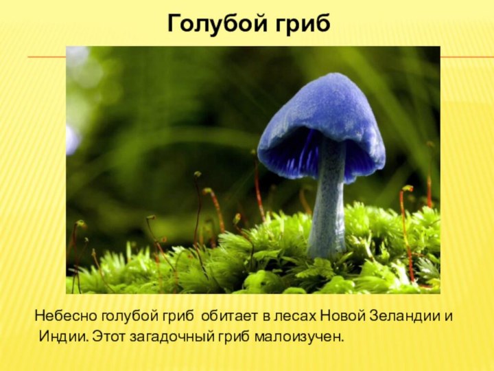 Голубой гриб  Небесно голубой гриб  обитает в лесах Новой Зеландии и