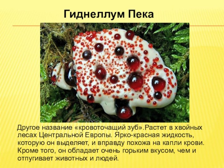 Гиднеллум Пека  Другое название «кровоточащий зуб».Растет в хвойных лесах Центральной Европы.