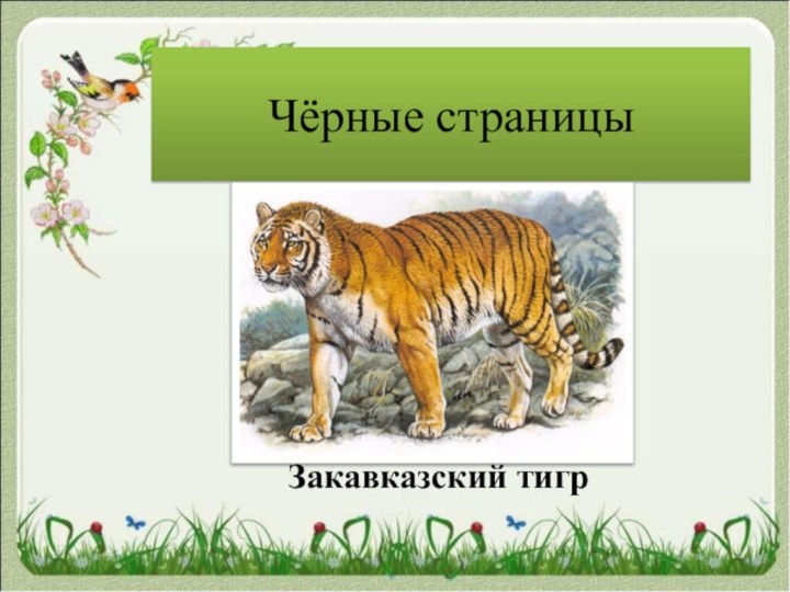 Чёрные страницыЗакавказский тигр