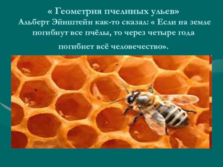 « Геометрия пчелиных ульев»  Альберт Эйнштейн как-то сказал: