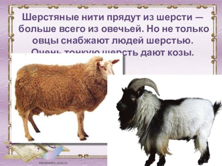 Шерстяные нити прядут из шерсти — больше всего из овечьей. Но не