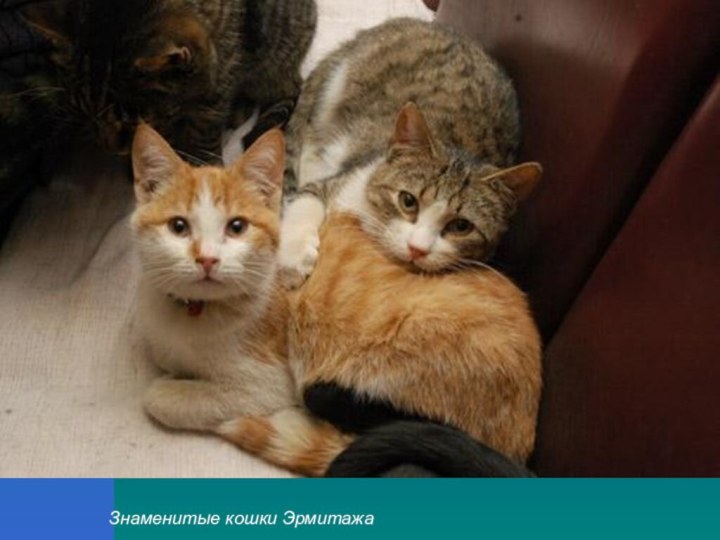 Знаменитые кошки Эрмитажа