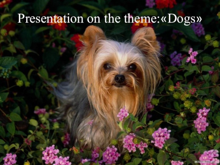 Presentation on the theme:«Dogs»