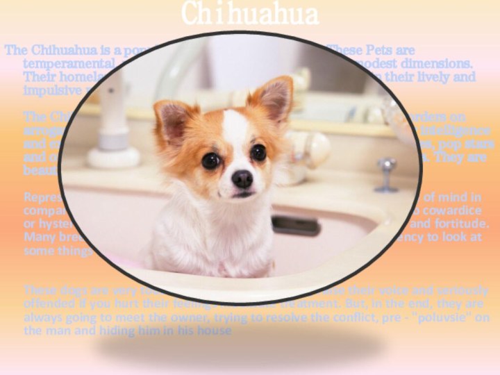 ChihuahuaThe Chihuahua is a popular breed of miniature dogs. These Pets