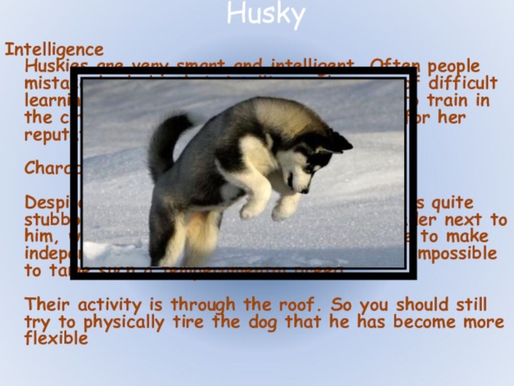 HuskyIntelligence  Huskies are very smart and intelligent. Often people