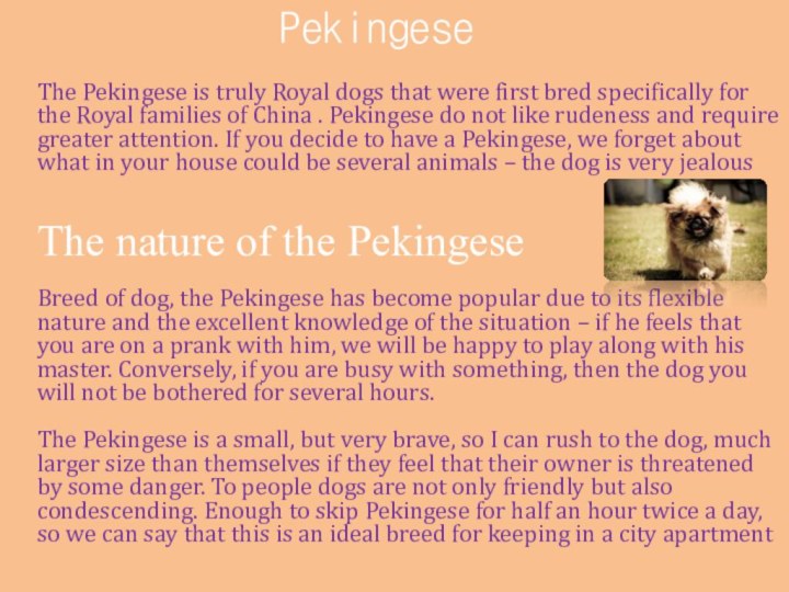 Pekingese The Pekingese is truly Royal dogs that were first bred
