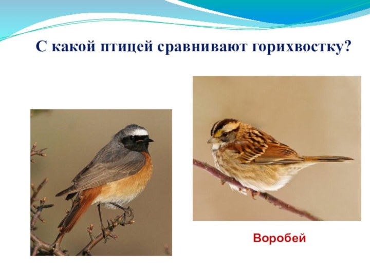С какой птицей сравнивают горихвостку?Воробей