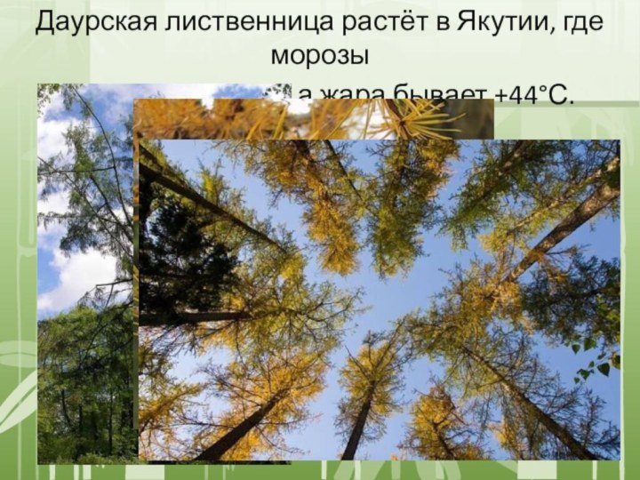 Даурская лиственница растёт в Якутии, где морозы доходят до -65°С, а жара бывает +44°С.