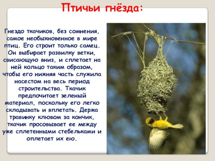 Птичьи гнёзда:Гнездо ткачиков, без сомнения, самое необыкновенное в мире птиц. Его