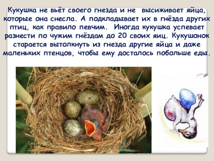 Кукушка не вьёт своего гнезда и не высиживает яйца, которые она снесла.