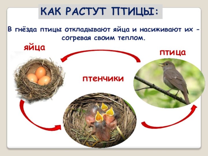 КАК РАСТУТ ПТИЦЫ:В гнёзда птицы откладывают яйца и насиживают их - согревая своим теплом. яйца птенчики птица