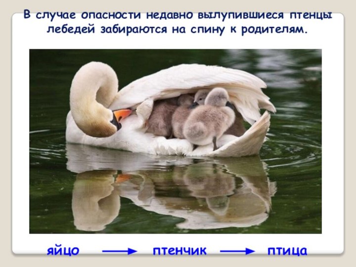 В случае опасности недавно вылупившиеся птенцы лебедей забираются на спину к родителям.яйцоптенчикптица