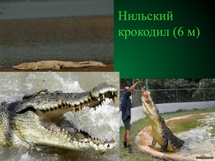 Нильский крокодил (6 м)